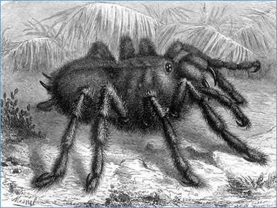 Araña cangrejo