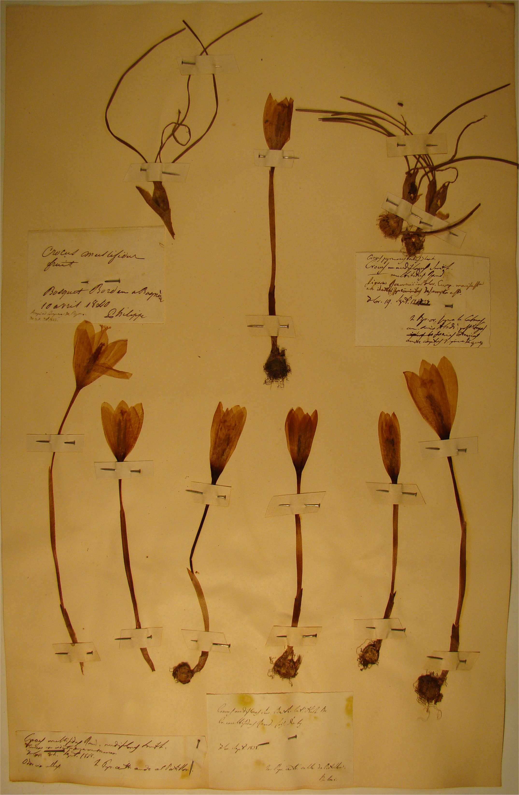 BU_13_Crocus nudiflorus