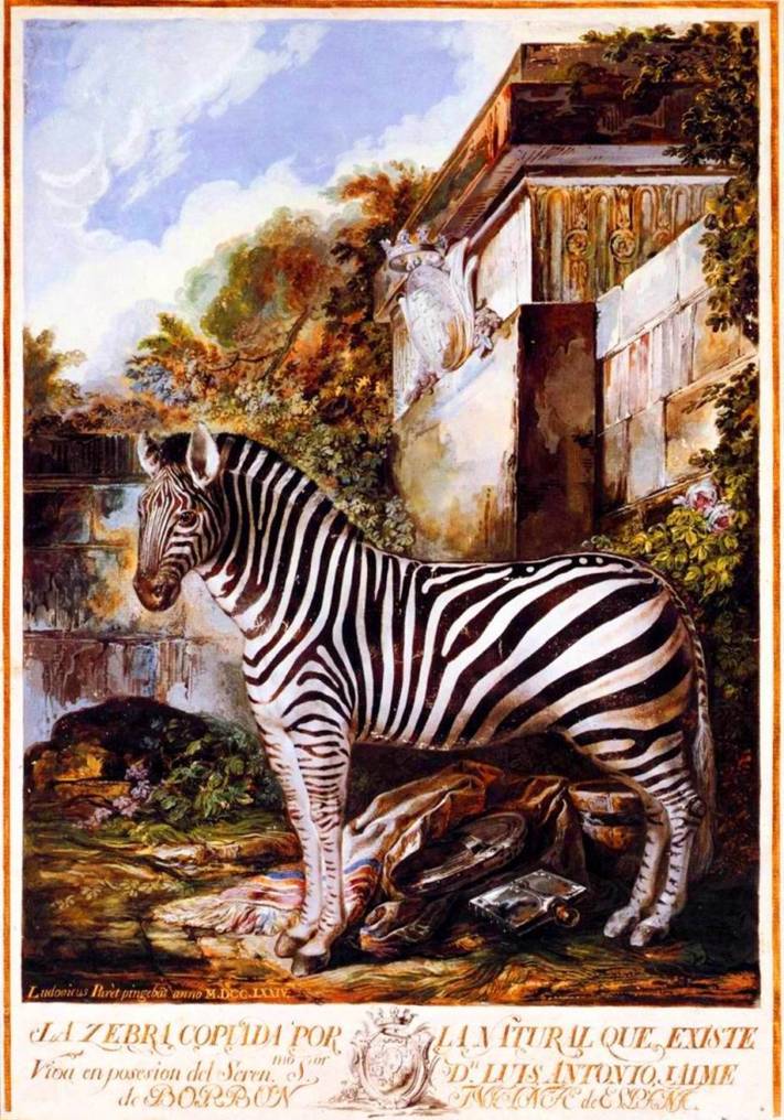 Zebra