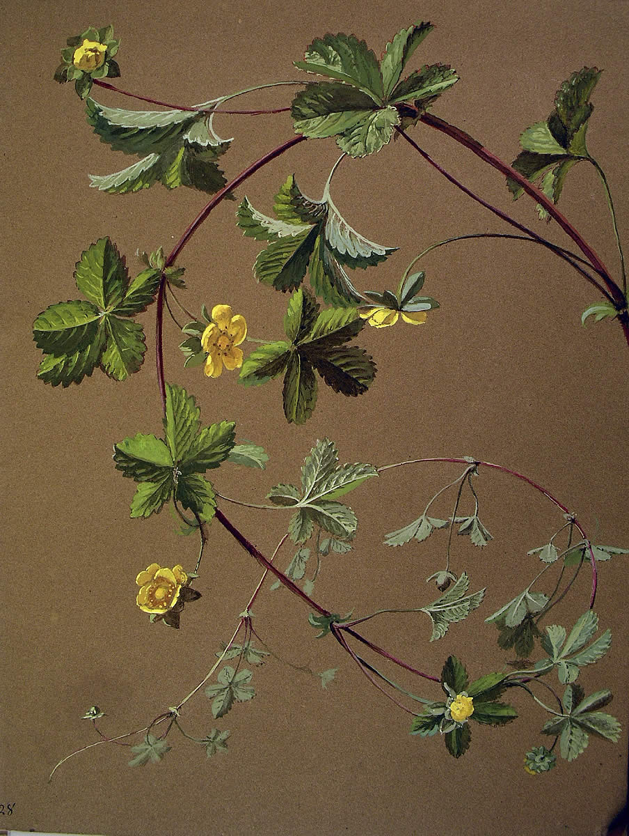 ZM_30_potentilla003145