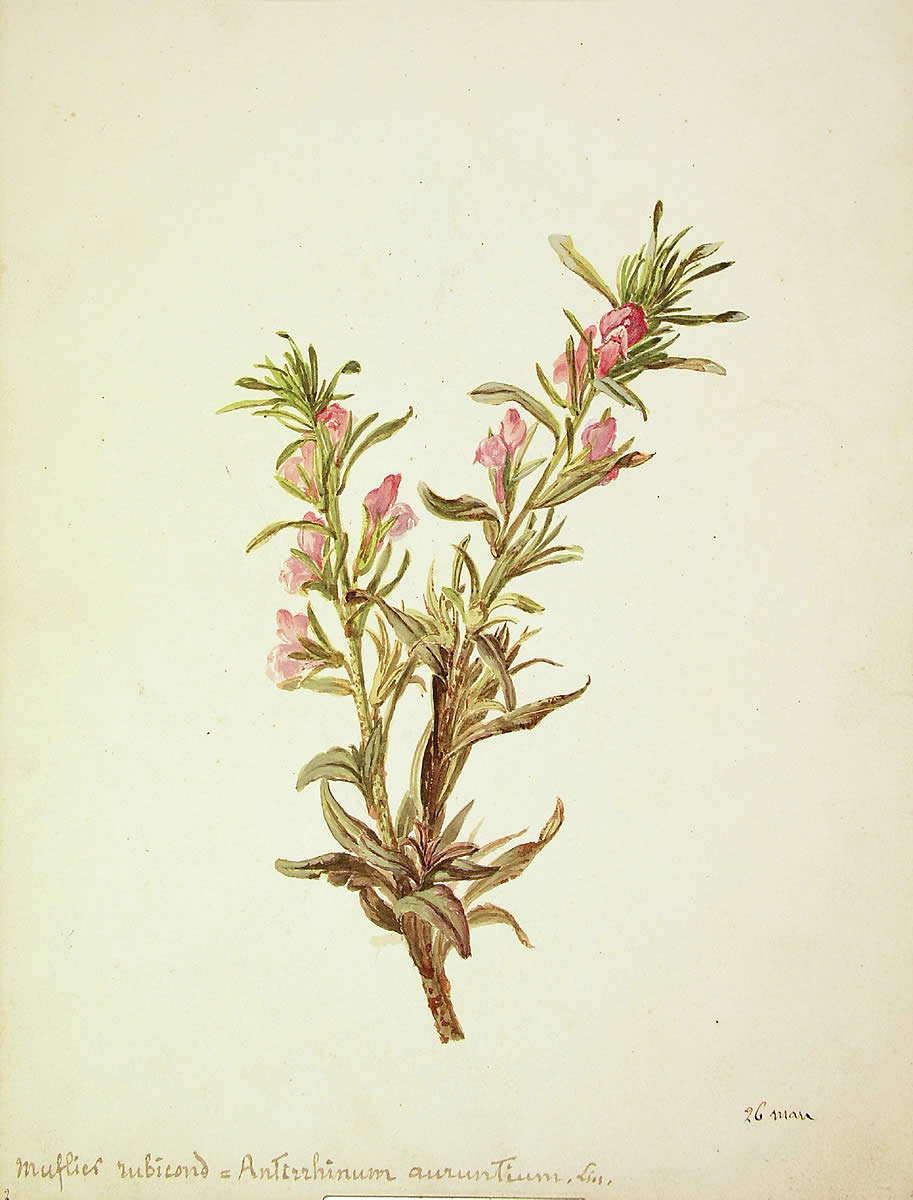 Antirrhinum majus, Dragoi-mutturra