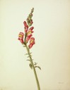 Antirrhinum majus, Dragoi-mutturra