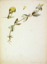 Blackstonia perfoliata, Tentsio-belarra