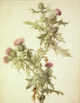 Cirsium vulgare, Astakardua]