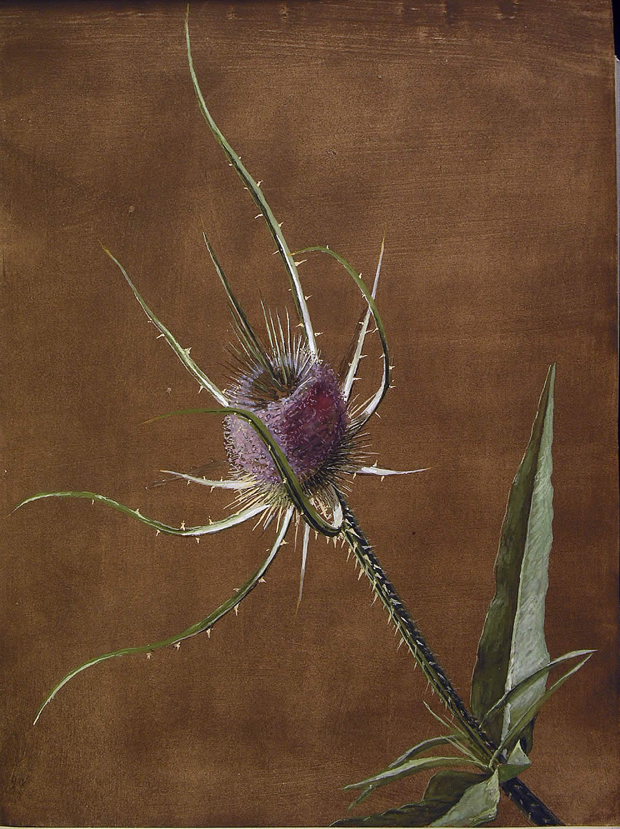 Dipsacus fullonum, Astalarra