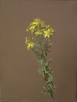 Hypericum perforatum, Santio belarra