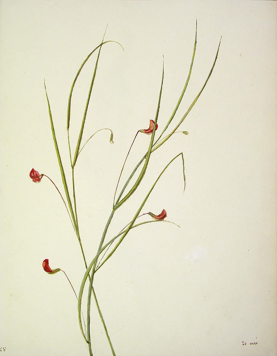 Lathyrus nissolia, [Lathyrus nissolia]