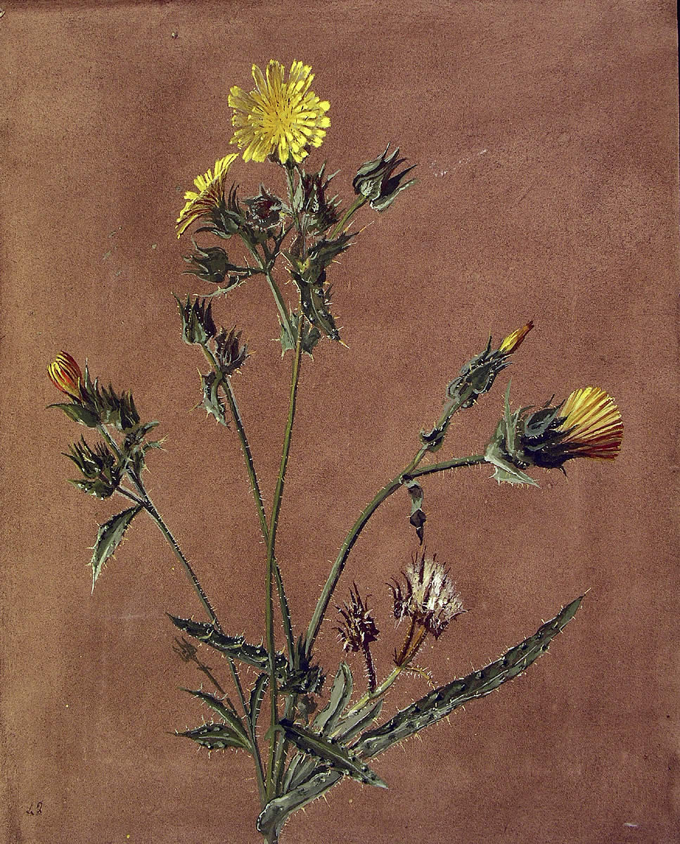 Picris echioides, [Picris echioides]