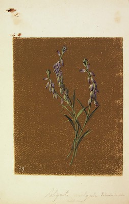 Polygala vulgari, Poligalum vulgaris