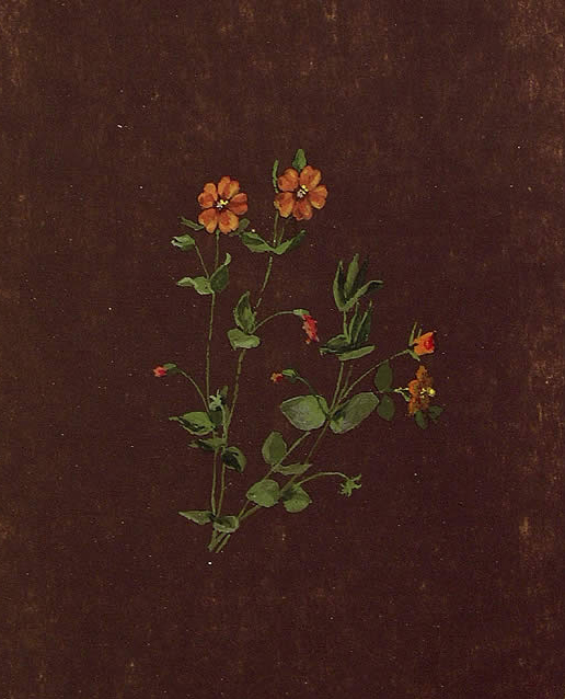 Anagallis arvensis, Pasmo-belar loregorria