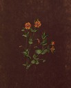 Anagallis arvensis, Pasmo-belar loregorria