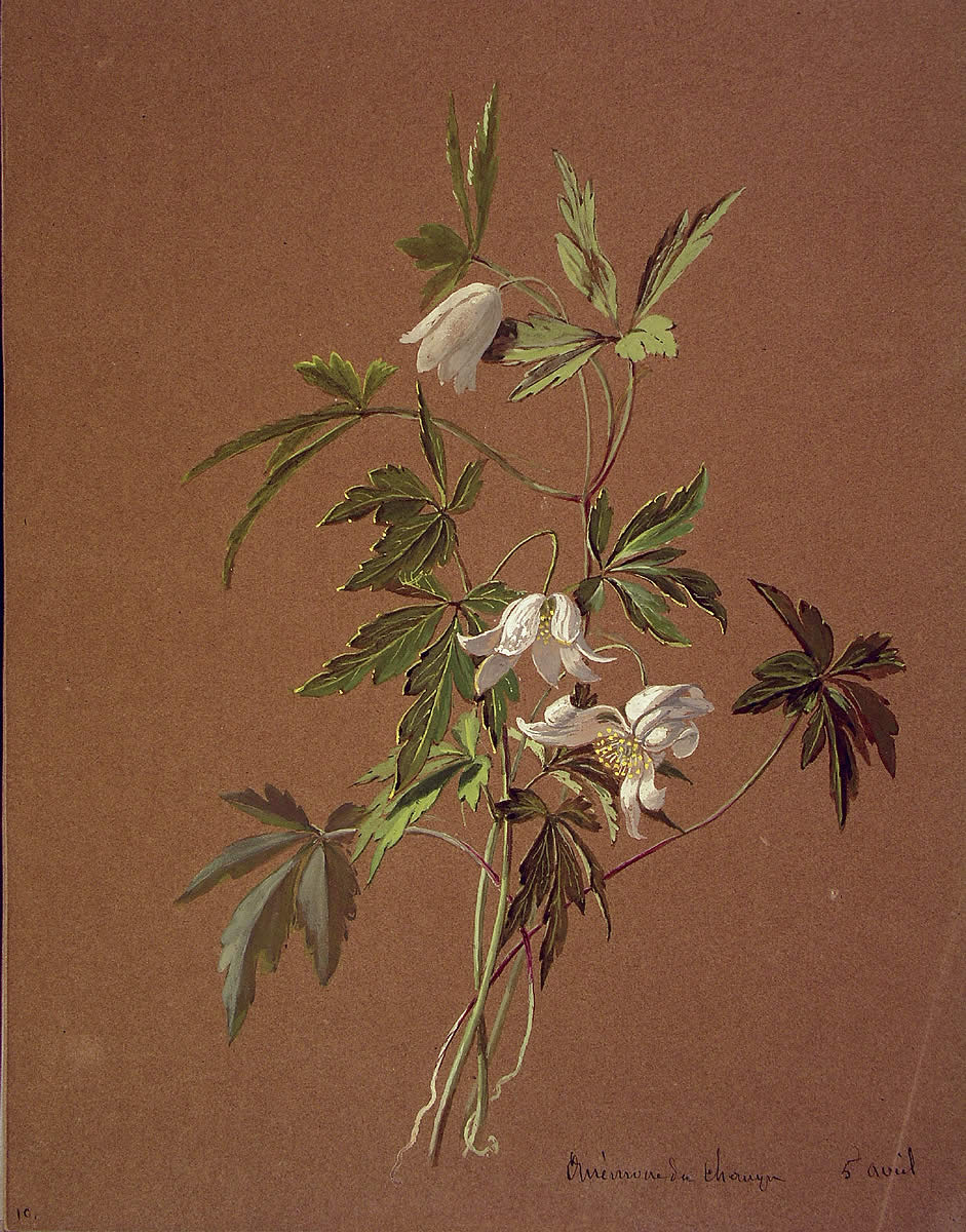Anemone nemorosa, Baso anemona