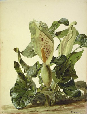 Arum maculatum, Sugebelarra