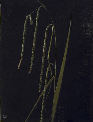 Carex pendula, Ezpeta-belarra dilindaria