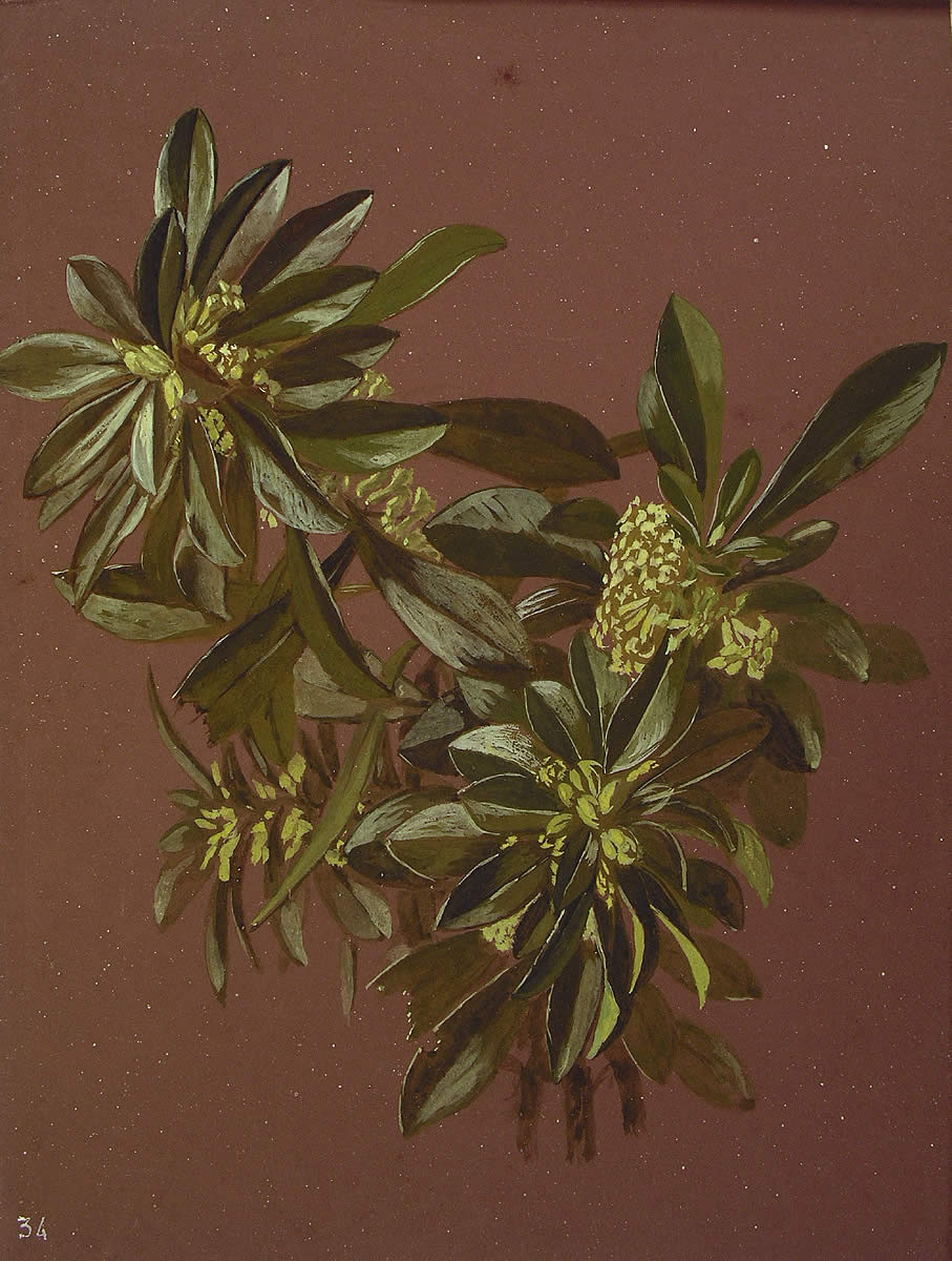 Daphne laureola, Garatxo-belarra