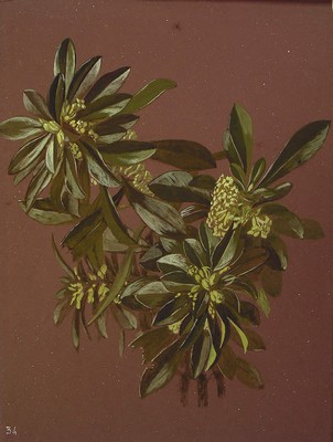 Daphne laureola, Garatxo-belarra