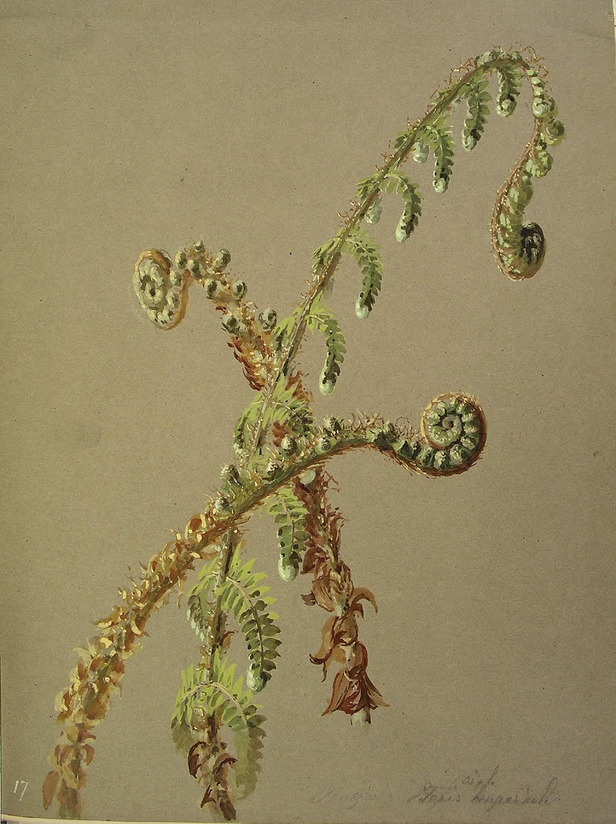 Dryopteris_affinis, Iratzea