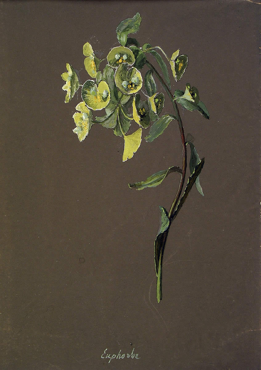 Euphorbia amygdaloides, Euphorbia amygdaloides]