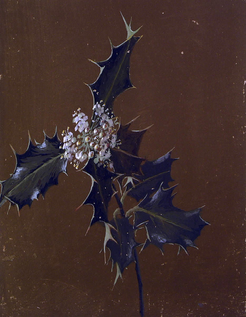 Ilex aquifolium, Gorostia