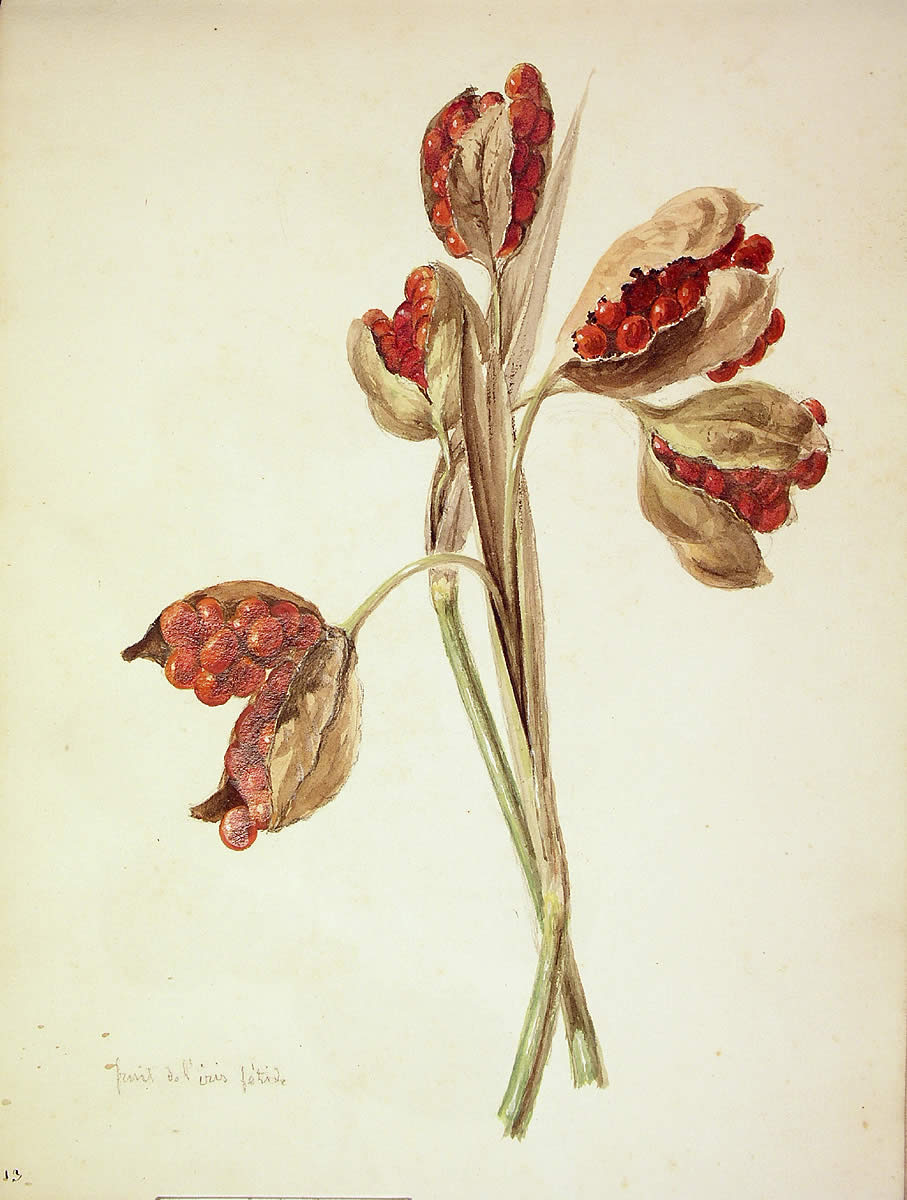 Iris foetidissima, Melira