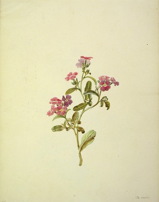 Myosotis lamottiana, Oroilorea