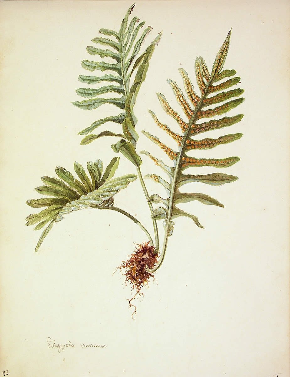 Polypodium cambricum, Haritz-iratzea