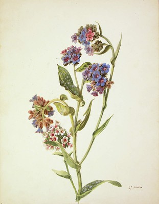 Pulmonaria longifolia, biri-belarra