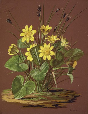 Ranunculus ficaria, Korradu-belarra