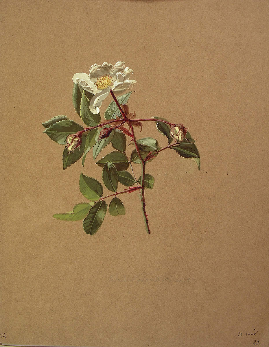 Rosa sempervirens, Arkakaratsa