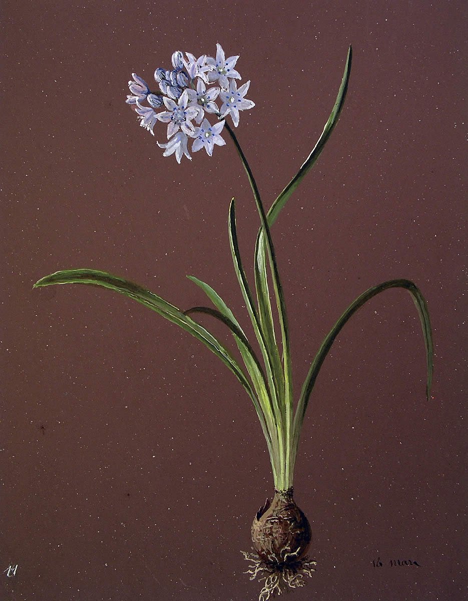 Scilla lilio-hyacinthos, Scille umbelate