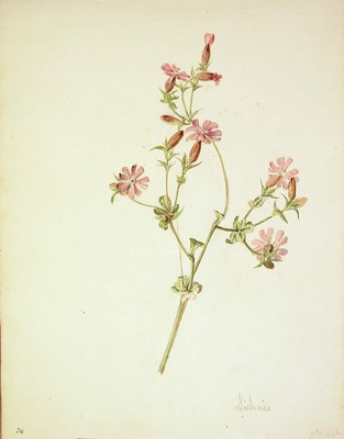 Silene dioica, Lichnis