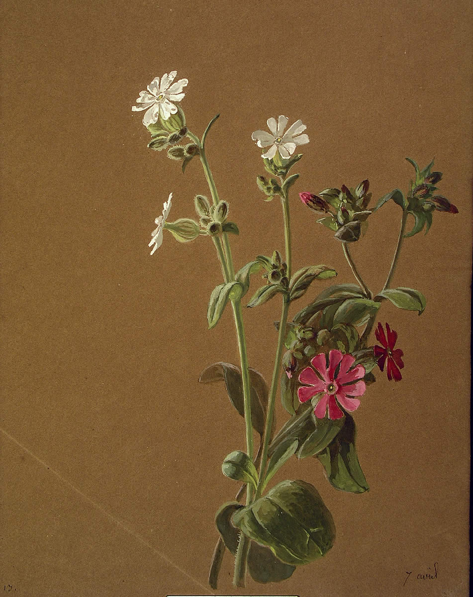 Silene dioica, Silene vulgaris y Silene dioica