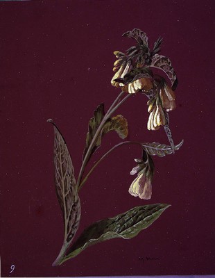 Symphytum tuberosum, Zolda-belar txikia