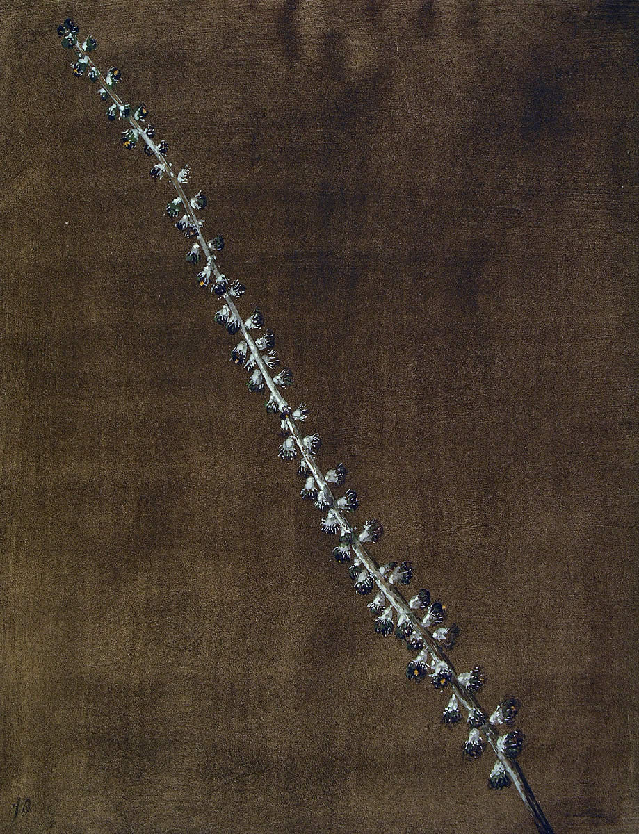 Agrimonia eupatoria, Usu-belarra