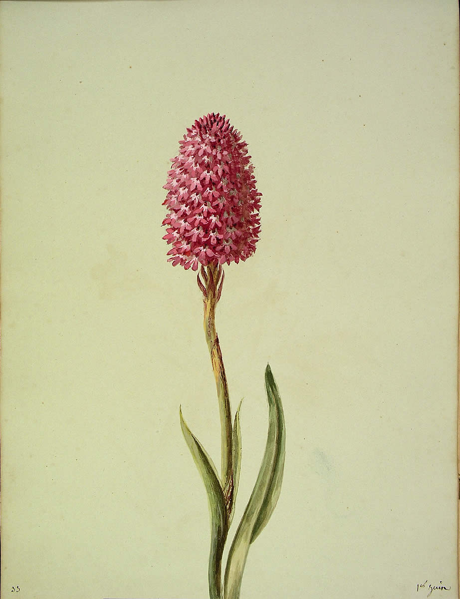 Anacamptis pyramidalis, [Allium roseum]