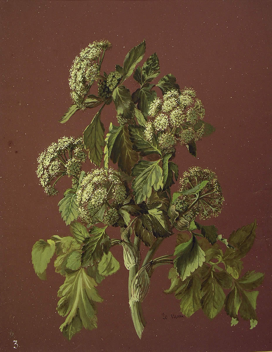 Angelica sylvestris, Mendiko aingeru-belarra