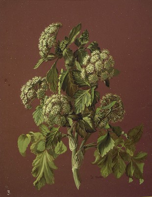 Angelica sylvestris, Mendiko aingeru-belarra