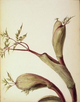 Angelica sylvestris, Mendiko aingeru-belarra