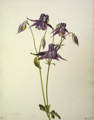 Aquilegia vulgaris, Kuku-belarra