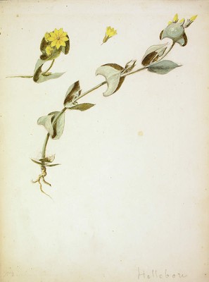 Blackstonia perfoliata, Tentsio-belarra