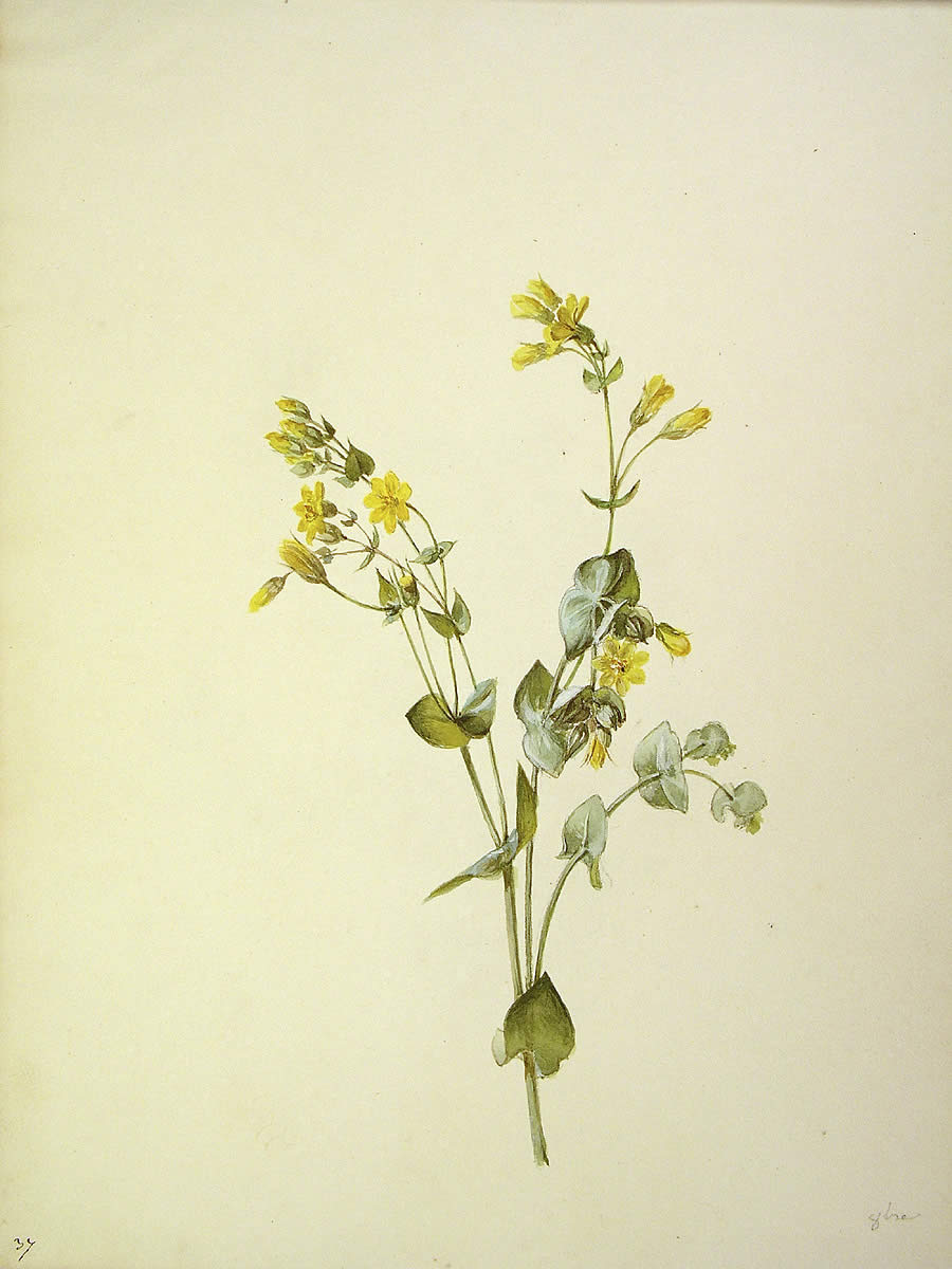 Blackstonia perfoliata, Tentsio-belarra