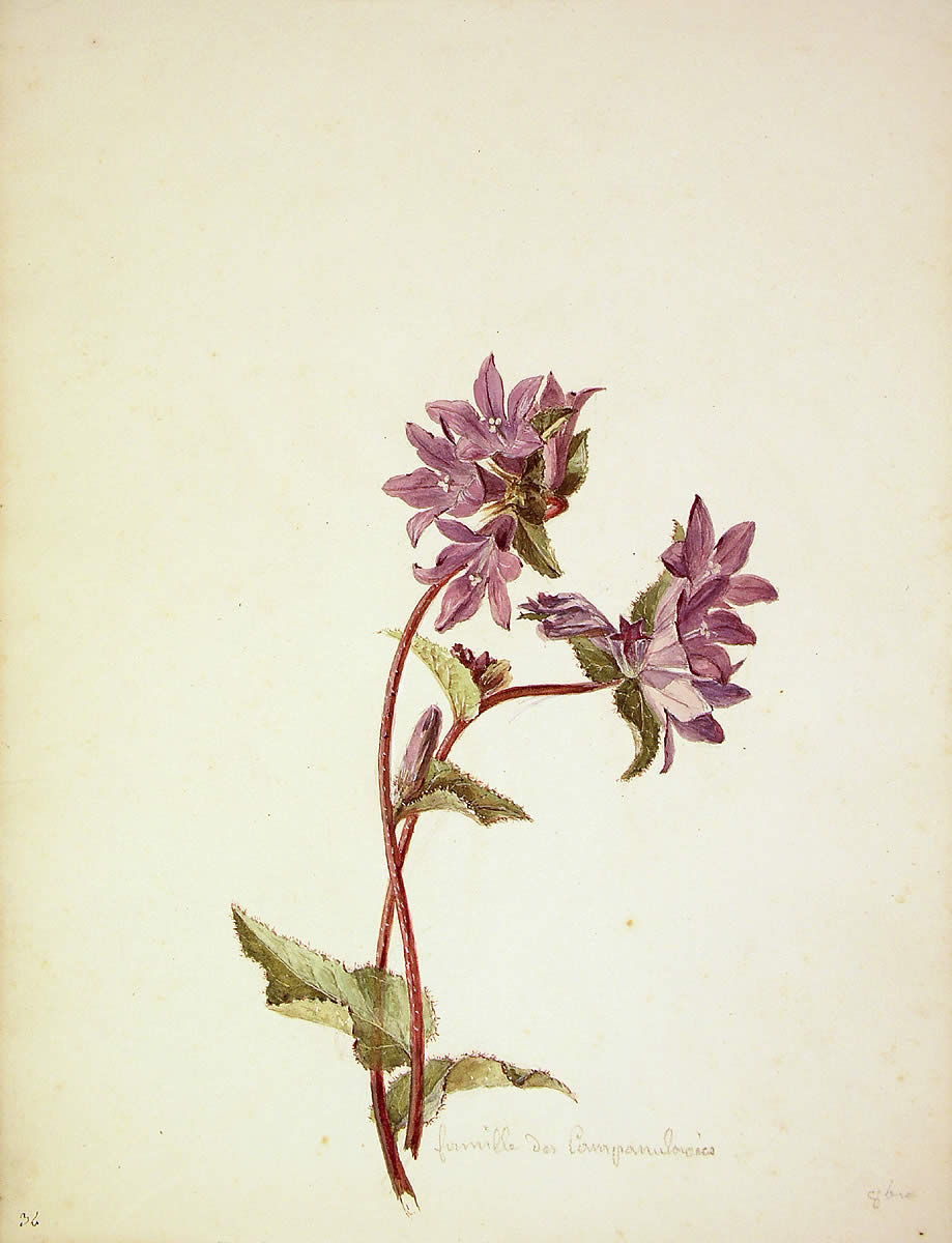 Campanula glomerata, Ezkilalorea