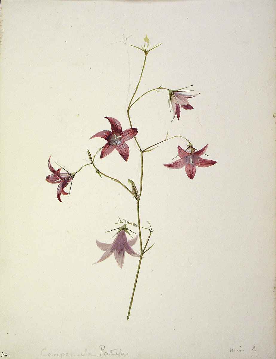 Campanula patula, Ezkilalorea