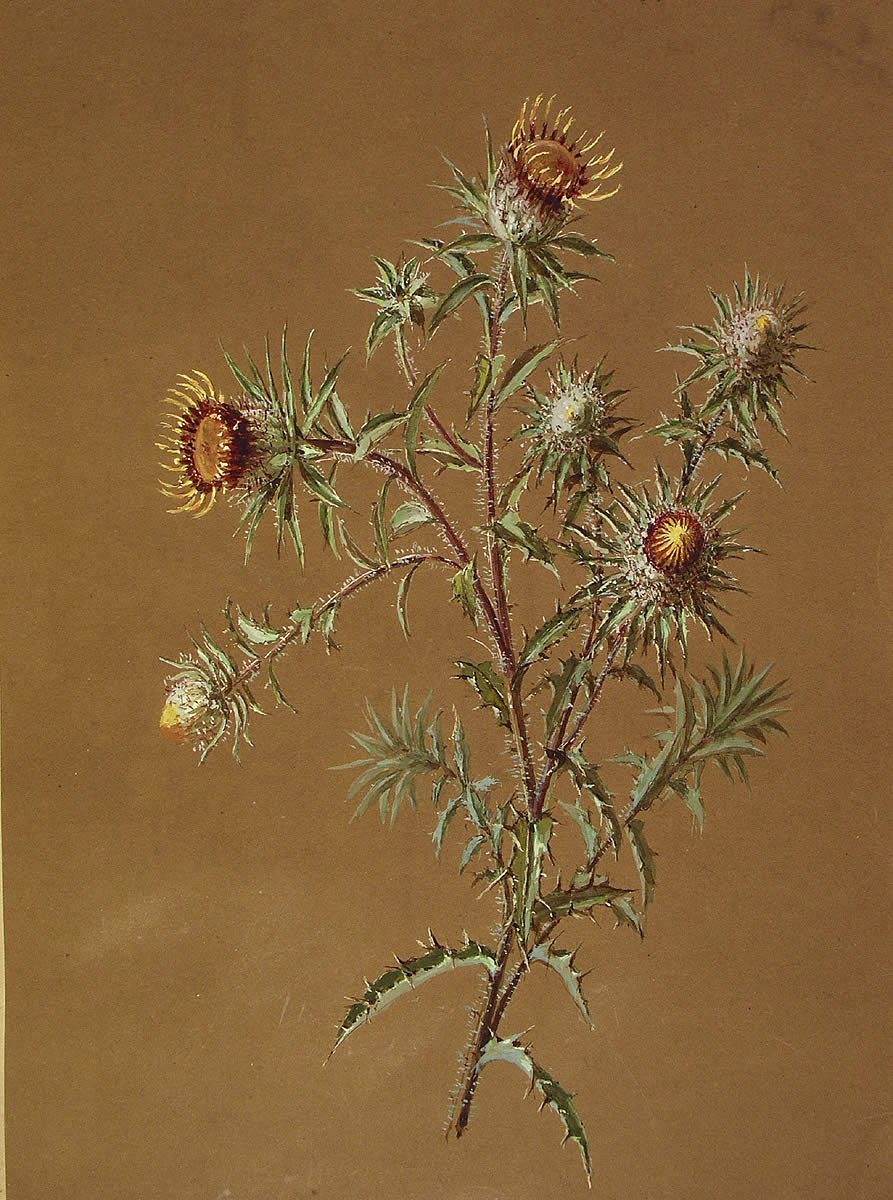 Carlina vulgaris, [arlina vulgaris]