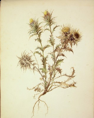 Carlina vulgaris, [Carlina vulgaris]