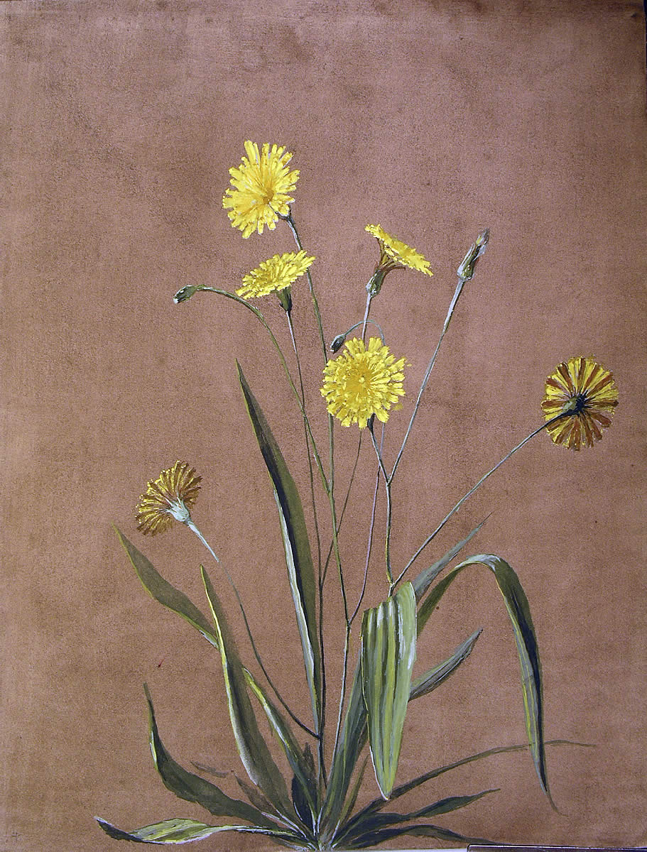 Crepis sp