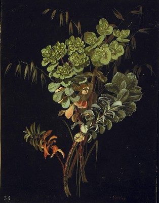 Euphorbia helioscopia, Euphorbia helioscopia