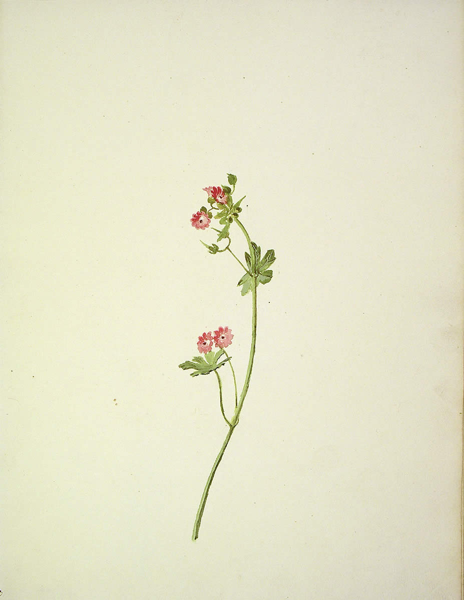 Geranium rotundifolium, [Geranium rotundifolium]