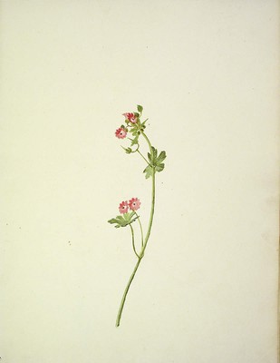 Geranium rotundifolium, [Geranium rotundifolium]