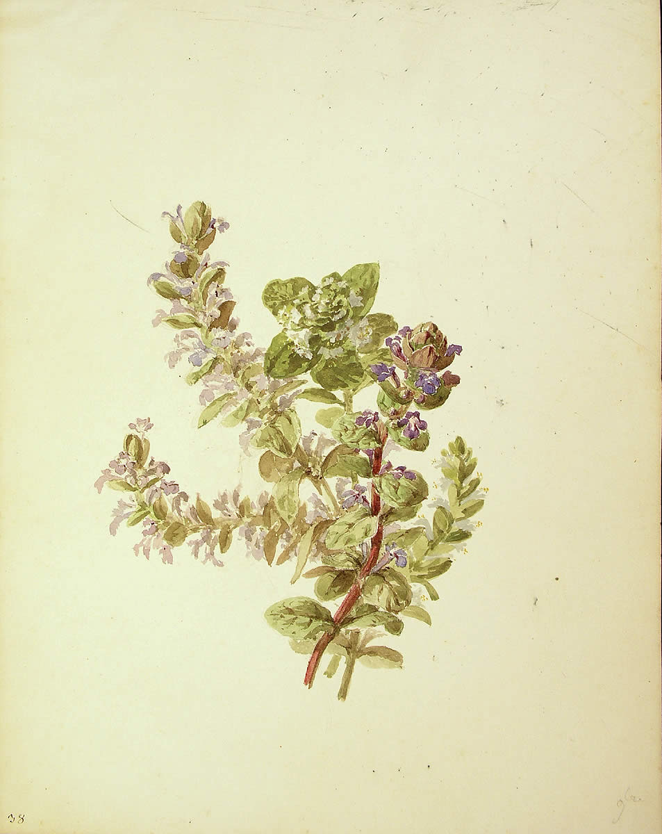 Glechoma hederacea, [Glechoma hederacea]